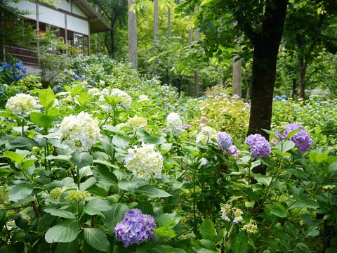 彩な紫陽花を鑑賞できる 三千院 のあじさい祭