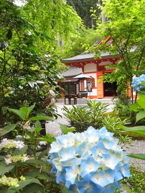 彩な紫陽花を鑑賞できる 三千院 のあじさい祭