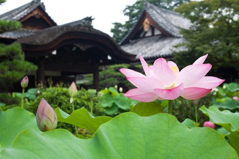この夏 極楽浄土の花を愛でる 観蓮会へ
