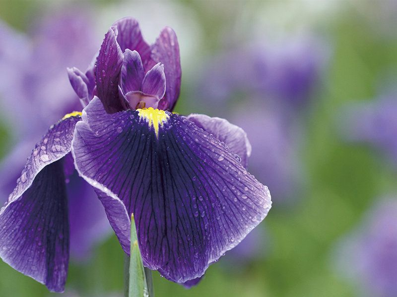 和の暦】水無月 6月27日「菖蒲華」七十二候 第29候 ──水辺であやめが