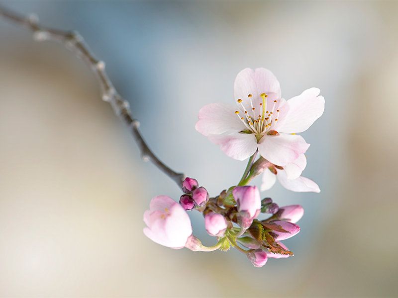 和の暦】弥生 3月26日「桜始開」七十二候 第11候 ──桜が開花する─