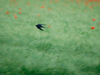 和の暦 卯月 4月5日 玄鳥至 七十二候 第13候 本格的な春の到来