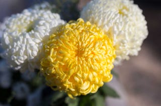 和の暦 神無月 10月14日 菊花開 七十二候 第50候 各地で菊祭りが開かれる