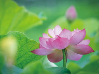 和の暦 文月 7月12日 蓮始開 七十二候 第32候 蓮が花を咲かせる