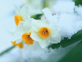 和の暦 霜月 11月17日 金盞香 七十二候 第57候 白い花が冬の到来を告げる
