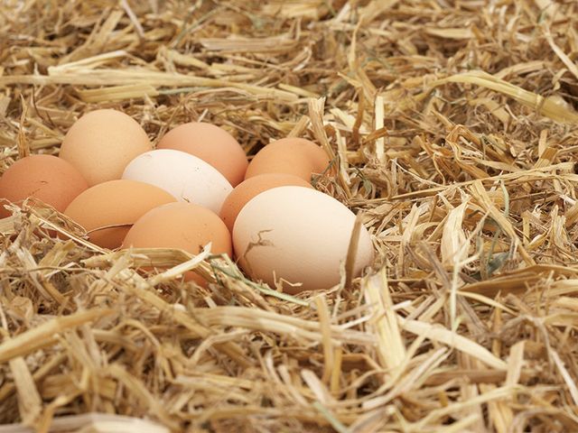 Egg, Egg, Straw, Nest, Bird nest, Grass, Chicken, Hay, Food, 
