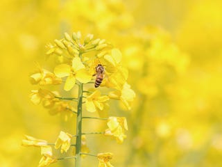 和の暦 弥生 3月6日 啓蟄 二十四節気 虫たちが地上へと這い出す