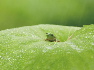 和の暦 皐月 5月5日 蛙始鳴 七十二候 第19候 蛙の鳴き声が響き