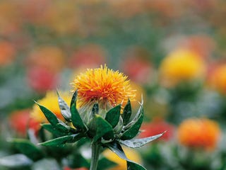 和の暦 皐月 5月26日 紅花栄 七十二候 第23候 紅花が咲き乱れる