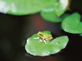 和の暦 皐月 5月5日 蛙始鳴 七十二候 第19候 蛙が鳴き始める
