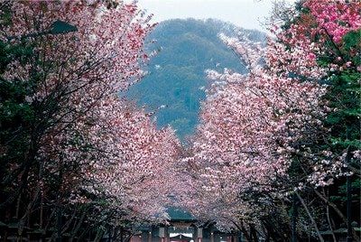 今年は北海道でお花見しませんか