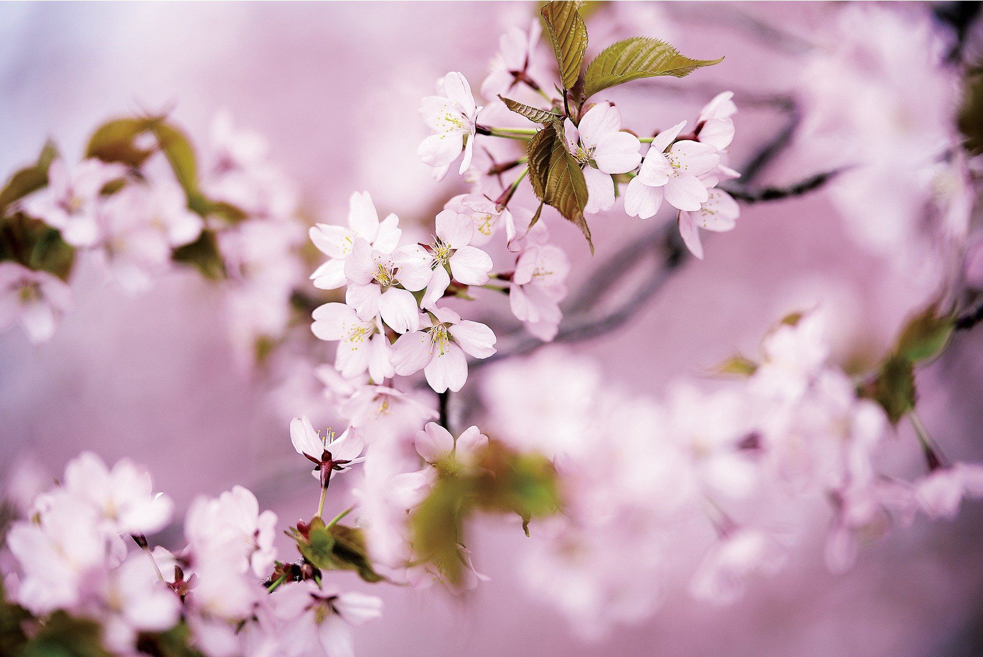 編集長きもの便り vol.3 【三月に着たいきもの】 桜、さくら、SAKURA