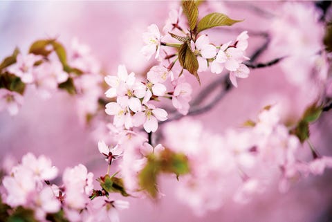 編集長きもの便り Vol 3 三月に着たいきもの 桜 さくら Sakura