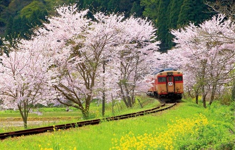桜旅 桜と菜の花を愛でるお花見列車 いすみ鉄道 へ