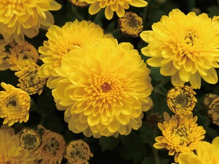 和の暦 神無月 10月13日 菊花開 七十二候 第50候 各地で菊祭りが開かれる