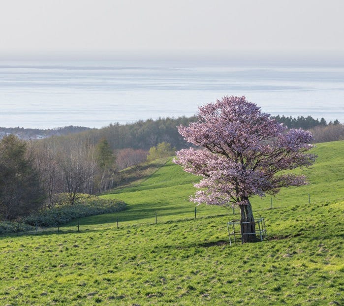 今年は北海道でお花見しませんか