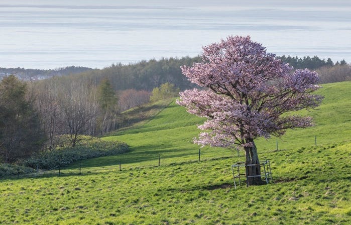 今年は北海道でお花見しませんか 今年は北海道でお花見しませんか