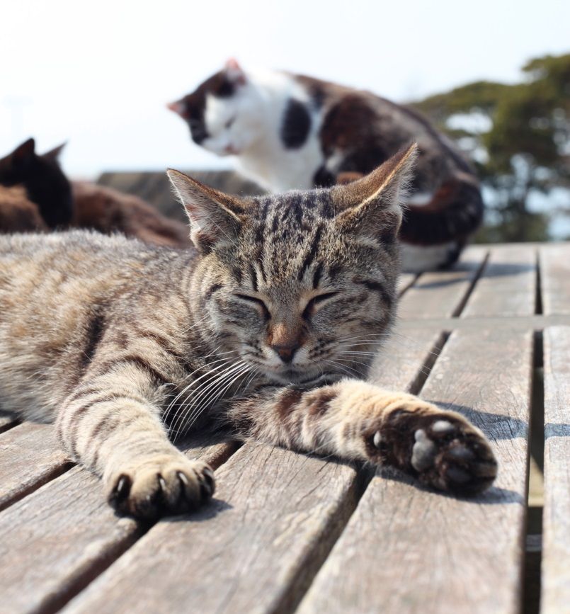 元祖 猫の島 こと田代島で 猫にまみれよう