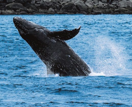 小笠原諸島 クジラの唄をきいたことがありますか？