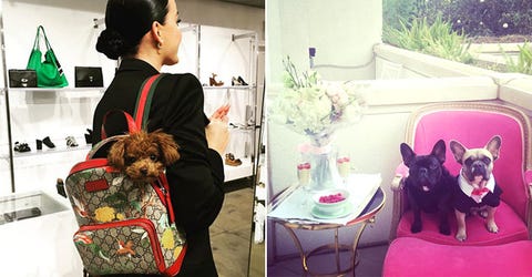 うちの子が一番 セレブご自慢のキュートな愛犬たち ハーパーズ バザー Harper S Bazaar 公式