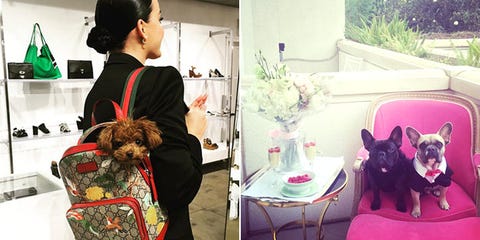 うちの子が一番 セレブご自慢のキュートな愛犬たち ハーパーズ バザー Harper S Bazaar 公式 うちの子が一番 セレブご自慢のキュートな愛犬たち ハーパーズ バザー Harper S Bazaar 公式