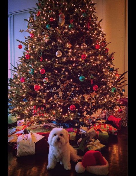 Lighting, Event, Dog breed, Interior design, Christmas decoration, Carnivore, Dog, Christmas tree, Dog supply, Christmas ornament, 