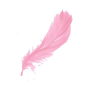 Feather, Quill, Pink, Pen, Wing, Writing implement, Fashion accessory, Natural material, Costume accessory, 