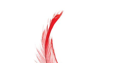 Feather, Quill, Red, Fashion accessory, Writing implement, Pen, Wing, Natural material, Tail, 