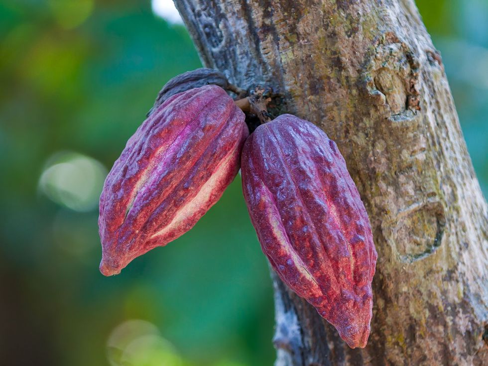 Cocoa bean, Plant, Tree, Leaf, Bean, Flower, 