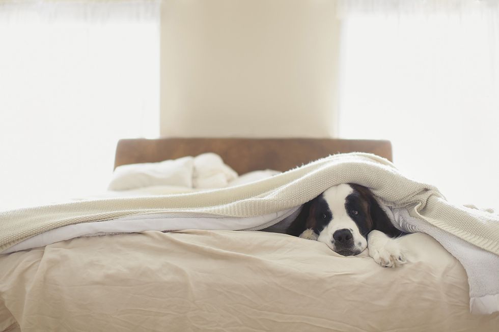 Bed sheet, Bedding, Bedroom, Room, Bed, Furniture, Comfort, Canidae, Linens, Companion dog, 