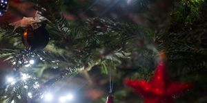 Christmas ornament, Christmas, Christmas tree, Tree, Nature, Christmas decoration, Light, Natural environment, Fir, Spruce, 