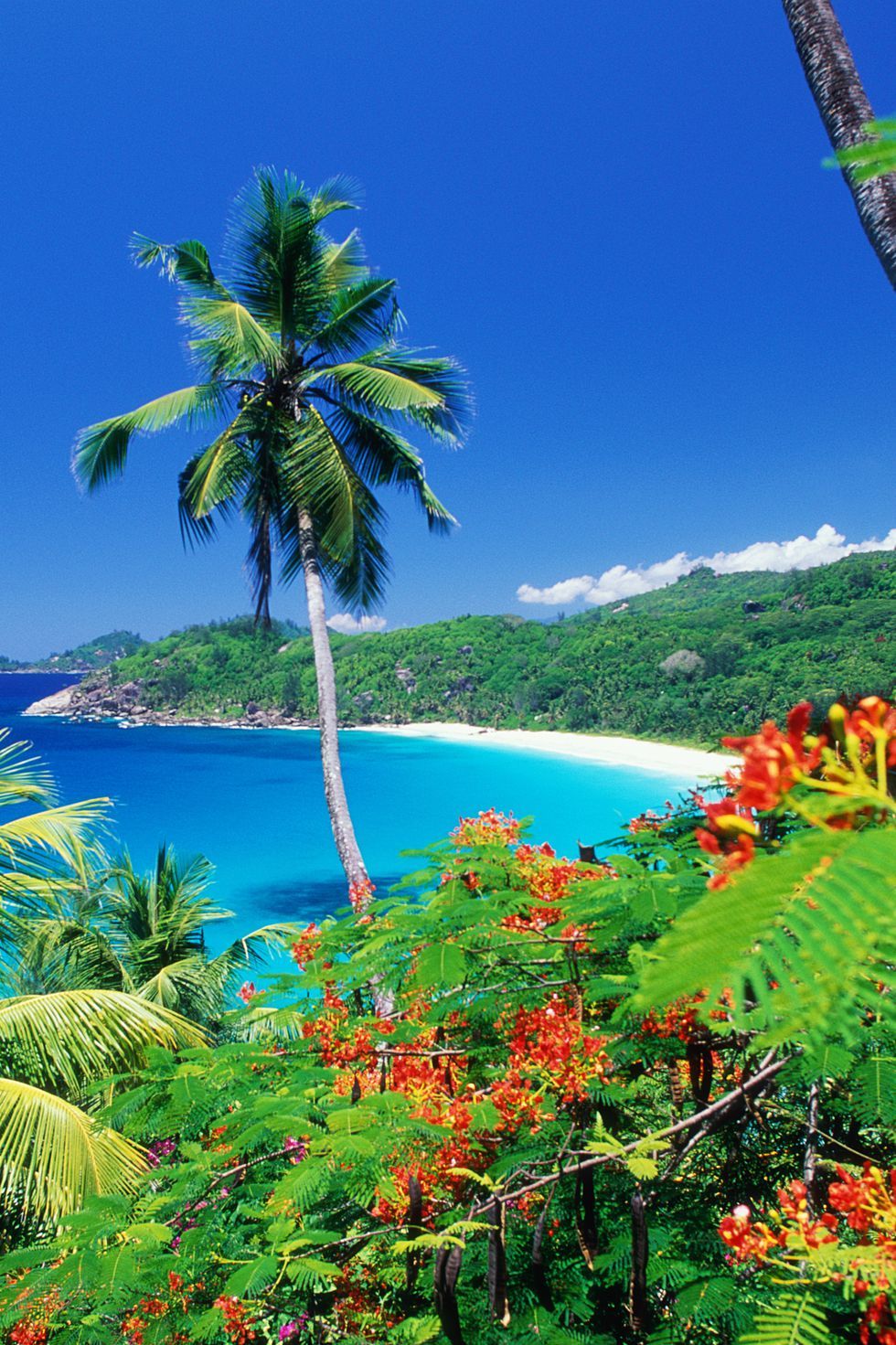Nature, Tropics, Vegetation, Tree, Sky, Palm tree, Natural landscape, Arecales, Caribbean, Plant, 