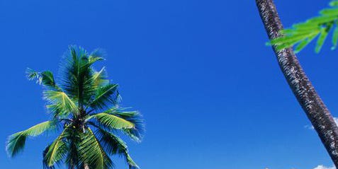 Nature, Tropics, Vegetation, Tree, Natural landscape, Palm tree, Sky, Caribbean, Arecales, Vacation, 