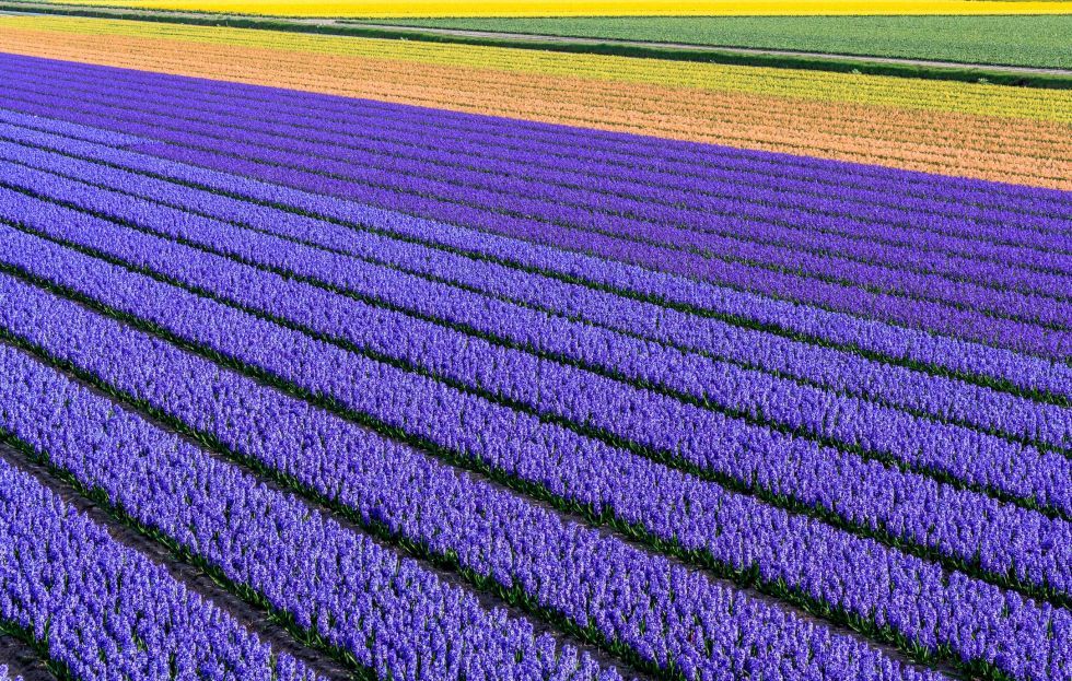 Lavender, Field, Purple, Violet, Flower, Plant, Lavender, Line, Agriculture, Plantation, 