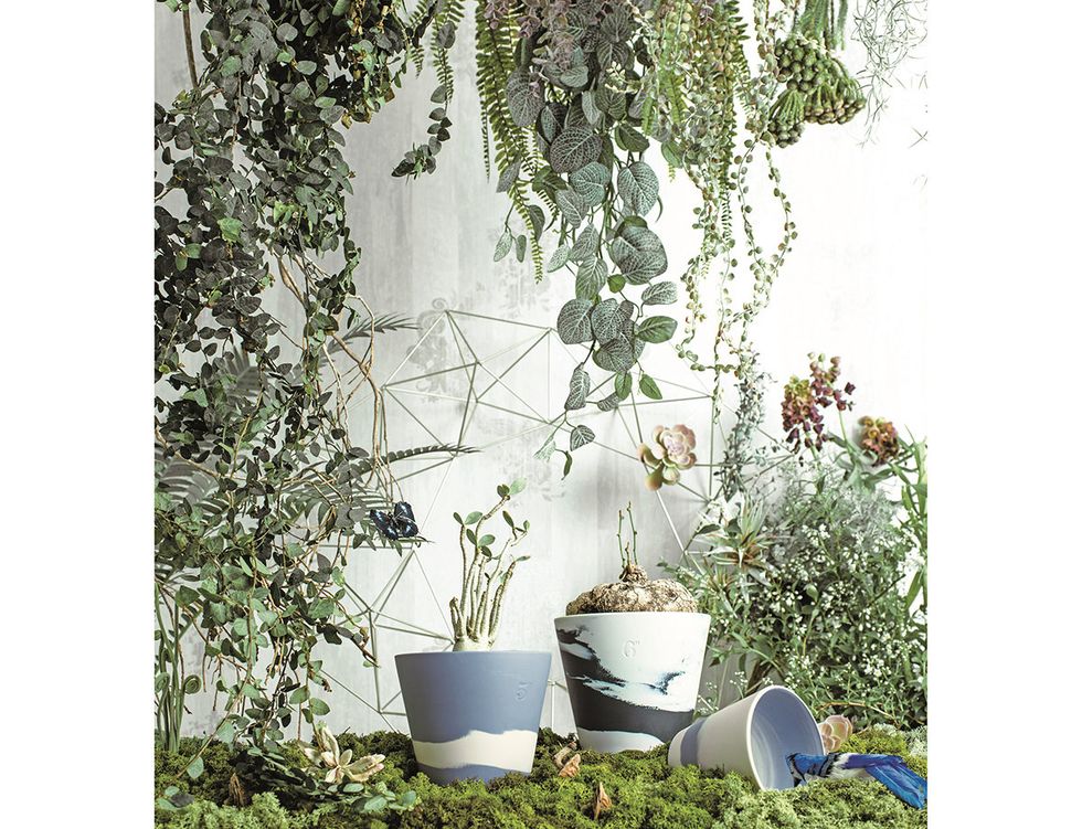 Flowerpot, Plant, Tree, Houseplant, Flower, Canoe birch, Architecture, Herb, Ivy, Perennial plant, 