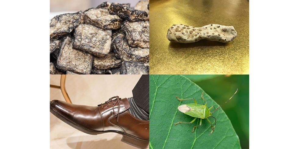 Organism, Rock, Insect, Footwear, Adaptation, Invertebrate, 