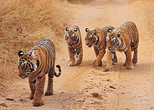 Tiger, Bengal tiger, Organism, Natural environment, Siberian tiger, Carnivore, Felidae, Vertebrate, Terrestrial animal, Landscape, 