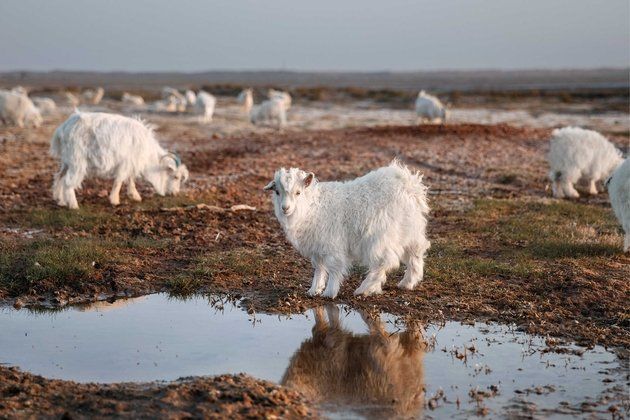 Tundra, Pasture, Canidae, Sheep, Goats, Livestock, 
