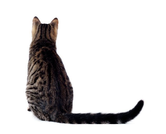 Cat, Small to medium-sized cats, Felidae, Tabby cat, Tail, Carnivore, European shorthair, Egyptian mau, Fur, Whiskers, 