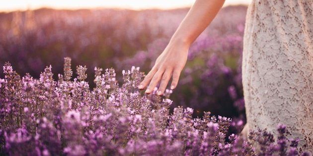 People in nature, Lavender, Flower, English lavender, Purple, Spring, Lilac, Plant, Hand, Lavender, 