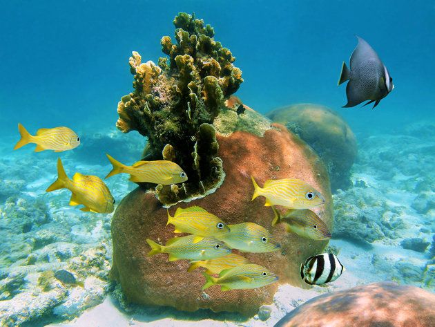 Fish, Marine biology, Underwater, Stony coral, Coral reef fish, Pomacanthidae, Fish, Reef, Organism, Coral reef, 