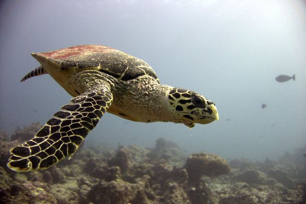 Sea turtle, Hawksbill sea turtle, Olive ridley sea turtle, Green sea turtle, Turtle, Kemp's ridley sea turtle, Loggerhead sea turtle, Underwater, Tortoise, Organism, 