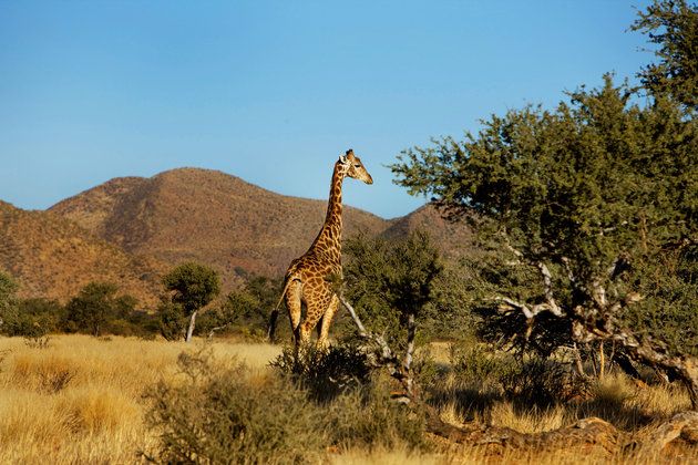 Giraffe, Giraffidae, Wildlife, Terrestrial animal, Savanna, Nature reserve, Plant community, Shrubland, Safari, Wilderness, 