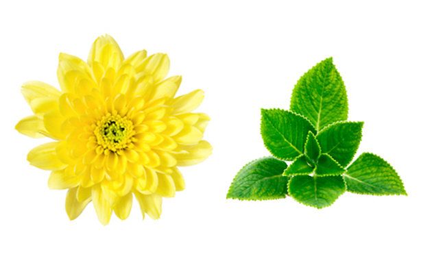 Flower, Yellow, Plant, Flowering plant, Petal, Leaf, sunflower, english marigold, Chrysanths, Daisy family, 