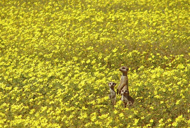 People in nature, Rapeseed, Yellow, Mustard plant, Mustard, Plant, Canola, Field, Mustard, Grass, 
