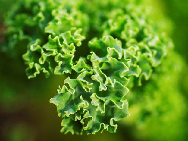 Green, Terrestrial plant, Macro photography, Annual plant, Close-up, Liverwort, 