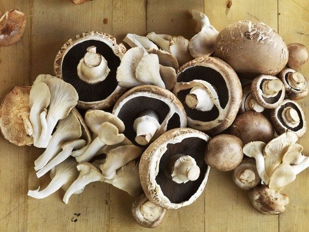 Champignon mushroom, Mushroom, Pleurotus eryngii, Shiitake, Edible mushroom, Agaricus, Oyster mushroom, Fungus, Agaricomycetes, Wood, 