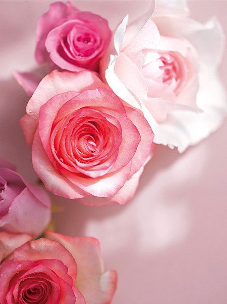 Petal, Flower, Red, Pink, Rose family, Garden roses, Flowering plant, Cut flowers, Rose order, Peach, 