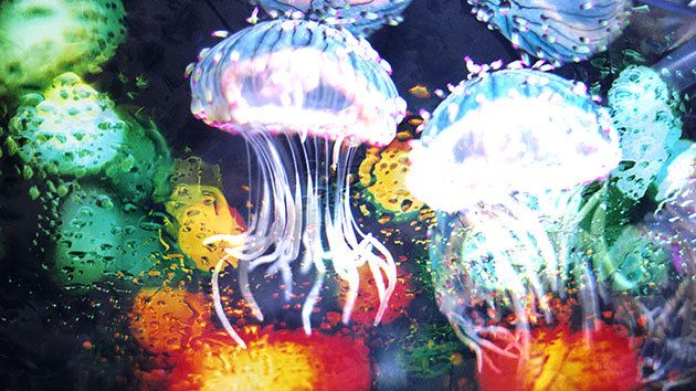 Organism, Liquid, Jellyfish, Colorfulness, Orange, Marine invertebrates, Electric blue, Bioluminescence, Cnidaria, Marine biology, 