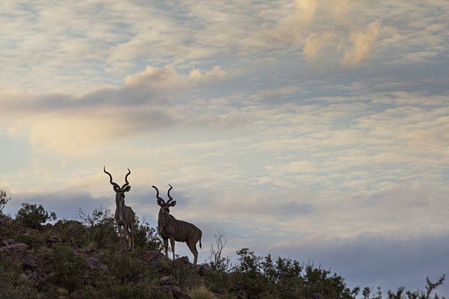 Sky, Wildlife, Cloud, Deer, Antelope, Reindeer, Tree, National park, Cow-goat family, Pronghorn, 